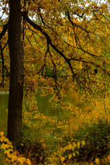 autumn landscape yellow trees and lake