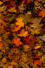 many autumn colorful maple leaves texture background