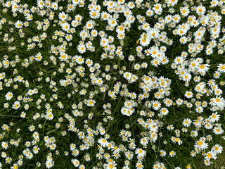 Blumen