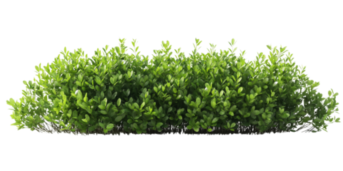 Lush green shrubbery hedge with dense foliage in a natural outdoor setting PNG transparent Background.