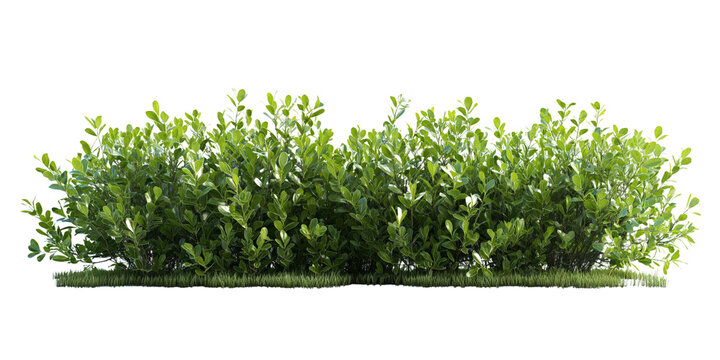 Lush green shrubbery hedge with dense foliage in a natural outdoor setting, ideal for gardening, landscaping, and decorative designs. PNG transparent Background.