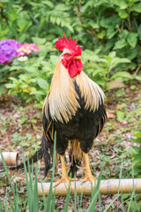 立派なニワトリ