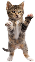 Obraz premium Playful tabby kitten standing on hind legs with paws raised, isolated on white background. Perfect for pet and animal-themed designs.