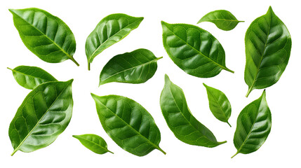 Fototapeta premium Collection of fresh green leaves arranged on a white background, showcasing natural patterns and the vibrant color of foliage. PNG transparent Background.