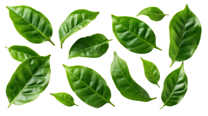 Collection of fresh green leaves arranged on a white background, showcasing natural patterns and the vibrant color of foliage. PNG transparent Background.