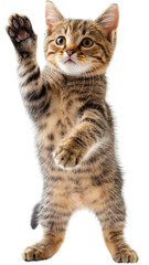 Obraz premium Playful tabby kitten standing on hind legs with paw raised. Adorable young feline showing curiosity, ready to pounce.