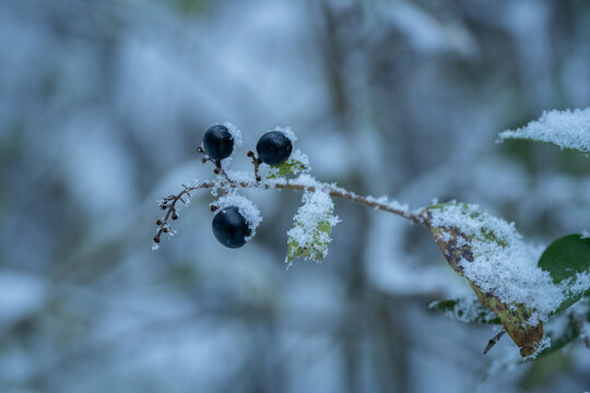 einzelner Ast mit Tollkirschen (Atropa belladonna) im Winter, Beeren und Bl&auml;tter sind mit Schnee bedeckt