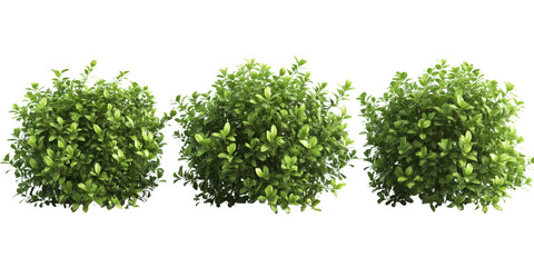 Three lush green bushes isolated on white background, ideal for landscaping, gardening, and nature-themed projects.