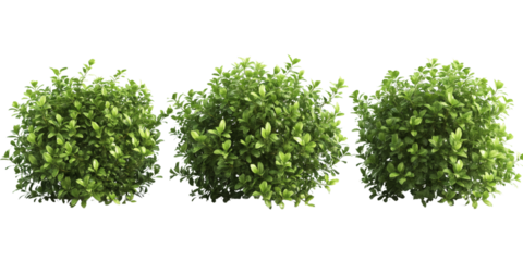 Three lush green bushes isolated on white background, ideal for landscaping, gardening, and nature-themed projects.