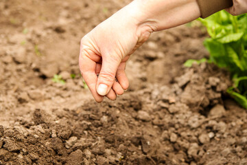 Woman planting seedling in garden. Close-up of hand planting seedling. Agriculture concept