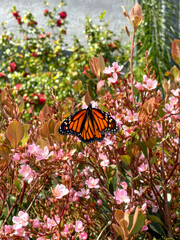 A close up of a colorful Monarch butterfly on flower in a garden in the summertime.