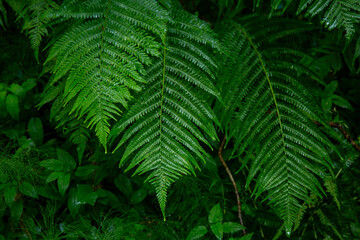 Fern leaves in forest in Gauja National Park shortly after rain in June in summer in Latvia
