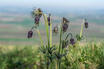 mehrere, noch geschlossene Blüten der Wiesen-Kuhschelle (Pulsatilla pratensis), Landschaft im...