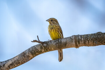 gelbe Goldammer (Emberiza citrinella) sitzt auf einem Ast, Ansicht vor vorne, Vogel sieht nach rechts