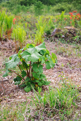 高原に自生する赤蕗