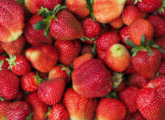 Frisch gepflückte Erdbeeren