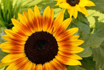 Common Sunflower Close-up