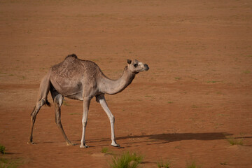 camel in the desert