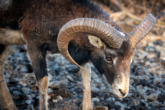 mouflon in the mountains