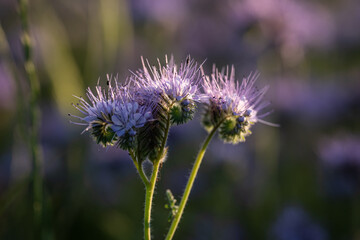 einzelne lila Rainfarn-Phazelie (phacelia tanacetifolia) vor dunklem, lila-grünem, unscharfem Hintergrund
