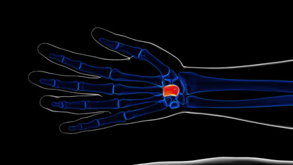 Human skeleton capitate bone anatomy 3D rendering © mybox