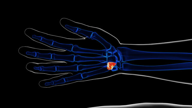 Human skeleton hamate bone anatomy for medical concept 3D rendering