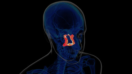 Human skeleton palatine bone anatomy 3D rendering
