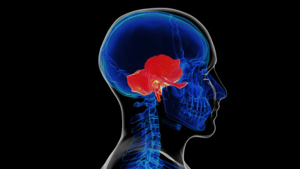 Human skeleton skull temporal bone anatomy for medical concept 3D rendering © mybox