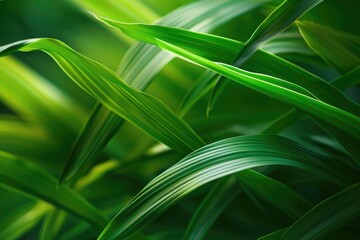 Obraz premium Close-up of green leaves on plant