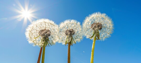 Dandelion seeds silhouette in vibrant blue sky with soft bokeh  capturing wispy details