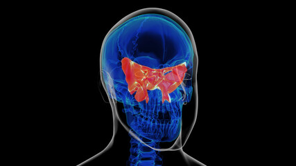 Human skeleton skull sphenoid bone anatomy for medical concept 3D rendering © mybox