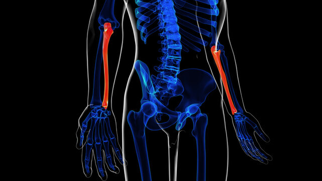 Human skeleton ulna bone anatomy for medical concept 3D rendering