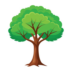 Fototapeta premium beech tree isolated on white