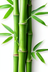 Fototapeta premium Bamboo stalk close up minimalist isolated shot reveals detailed textures and growth rings