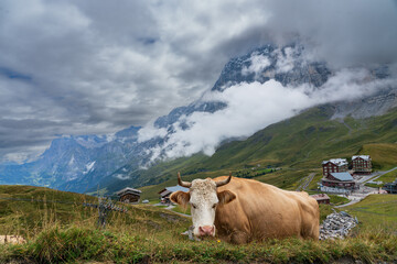 Swiss cow in the swiss alps overlooking swill valley