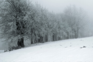 snow covered trees