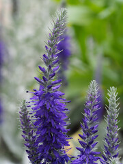 Ähriger Blauweiderich