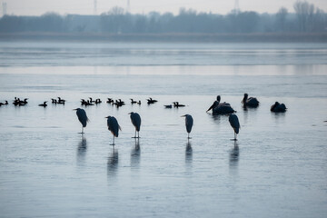 seagulls on the ice