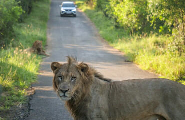 Lion en liberté dans la réserve naturelle d'Addo en Afrique du Sud