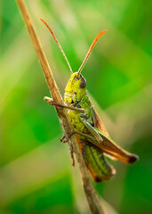 zielony pasikonik w dużym zbliżeniu na fotografii makro