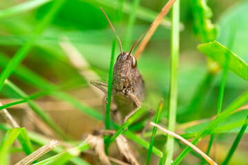 konik polny potoczna nazwa owada z rzędu prostoskrzydłych (Orthoptera) © Henryk Niestrój