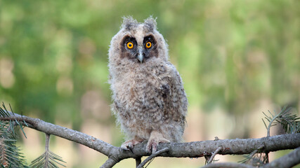 great horned owl