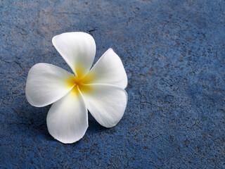 single pure white frangipani flower on grunge blue rubber floor