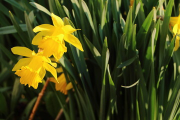 flowers of yellow daffodils close-up. natural floral background
