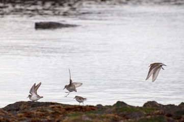chorlos en orilla del estrecho de magallanes. Patagonia, Chile.