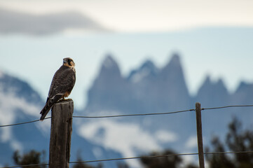 halcón perdigueron frente a torres del paine en pampa magallánica. Patagonia, Chile.