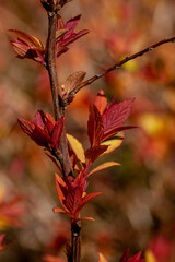 Beautiful autumn colors on