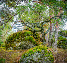 a beautiful shot of the moss on the trees