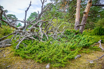 dry tree in the forest
