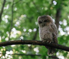 owl on branch